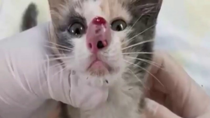 Котик с пузырьком в носу