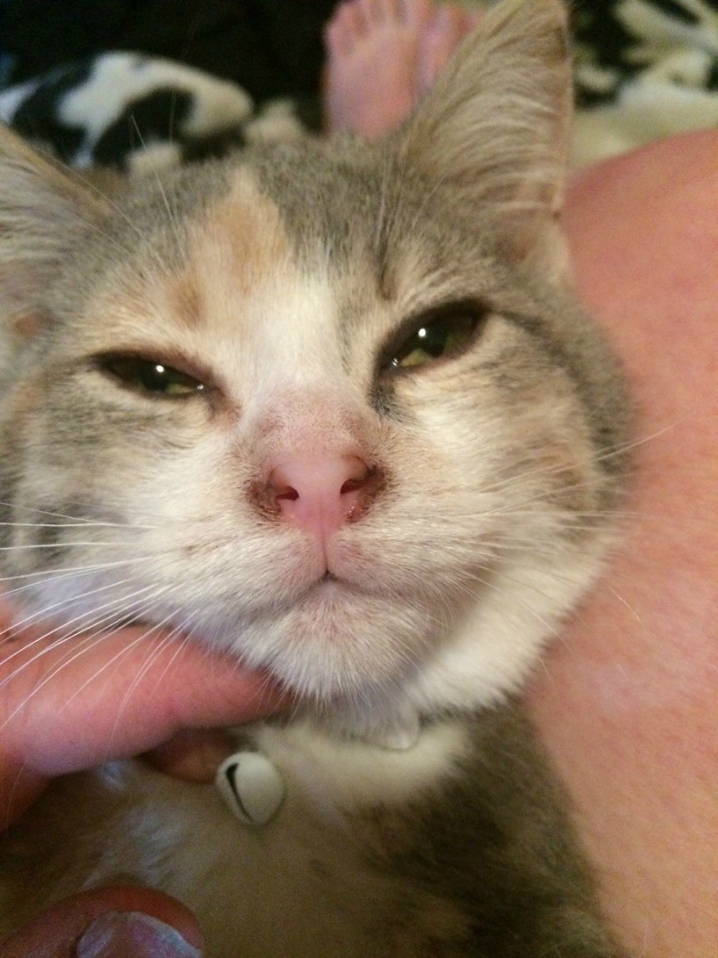 Выделения из носа у котенка