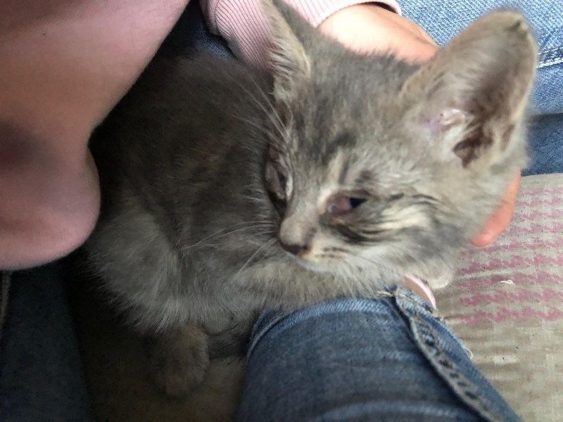Гигиена кошек