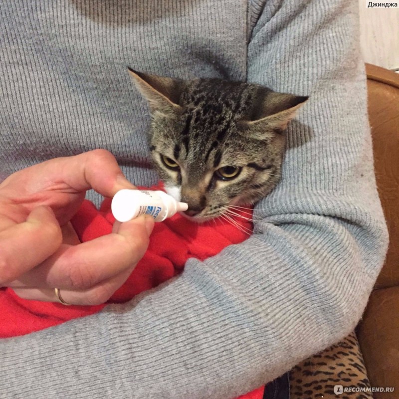 У котенка слезятся глаза коричневым