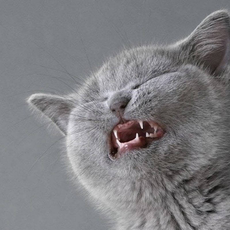 Нос у бенгальского котенка