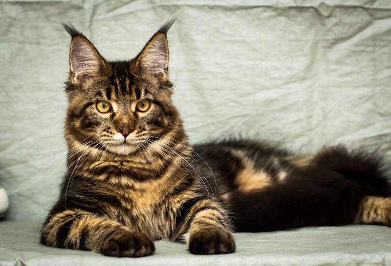 Кошка Мейн кун