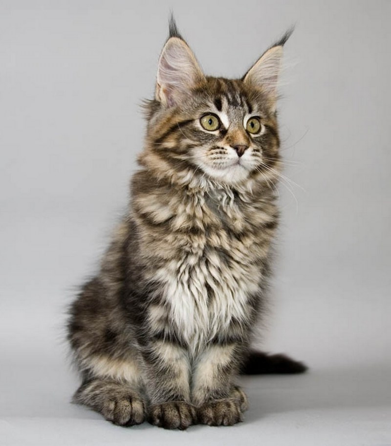 Коты Мейн куны