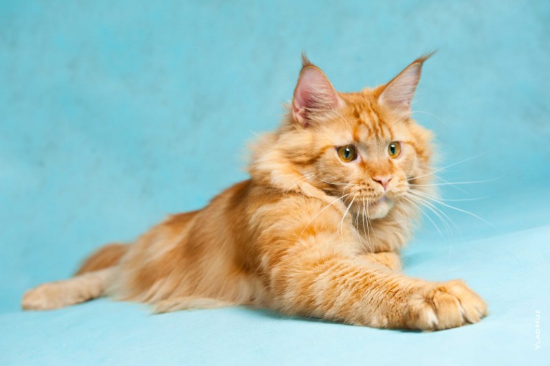 Котята Мейн кун