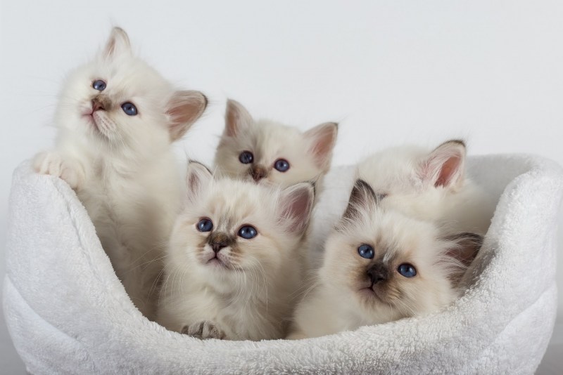 Священная бирманская кошка котята