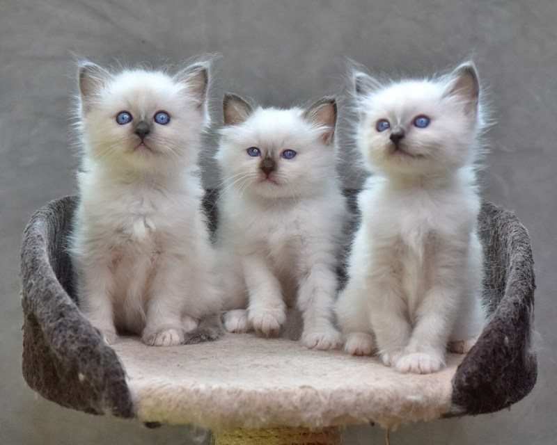 Фото кошек и котят разных пород красивые
