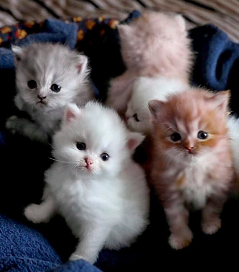 Красивые котята разных пород
