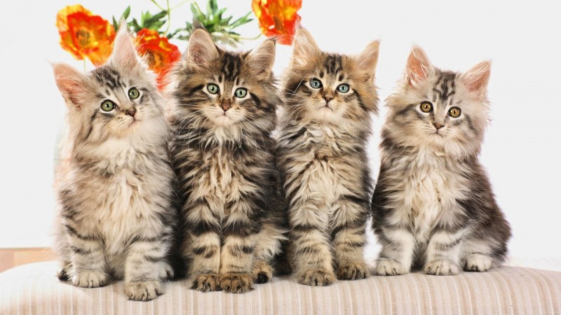Четыре котенка