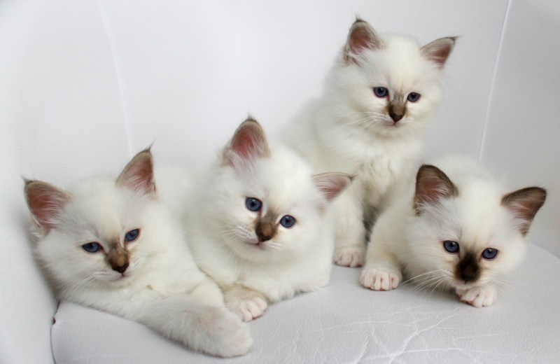 Разные породистые котята