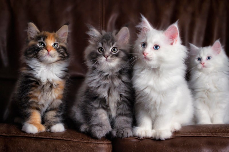 Kittens thumbnail