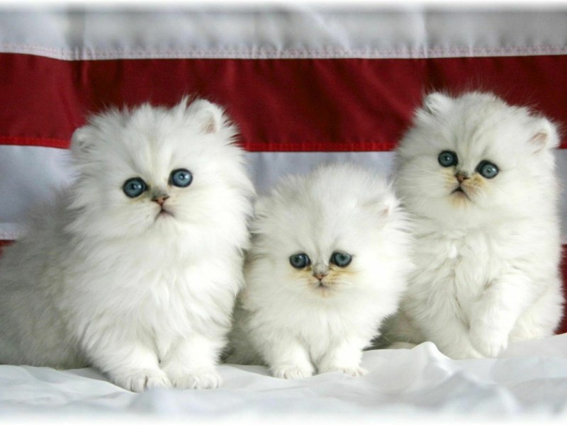 Белый персидский котенок