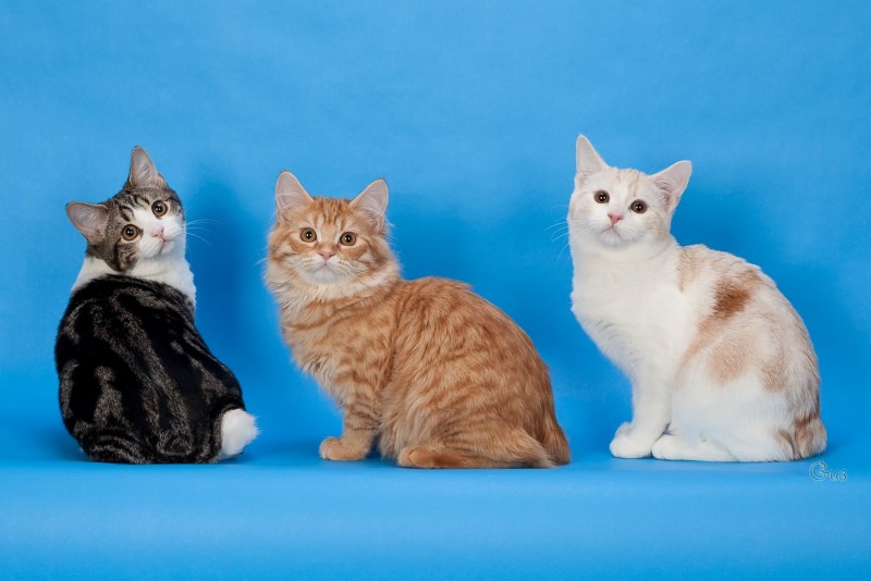Maine Coon