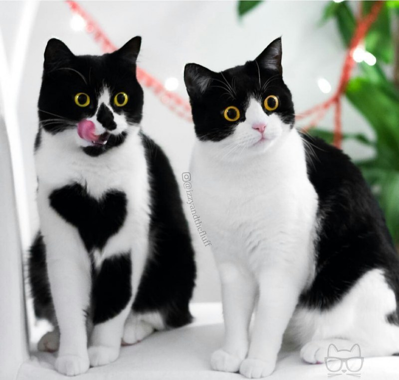 Коты разных пород