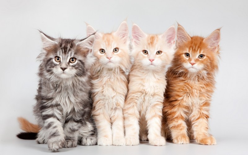 Котята Мейн кун