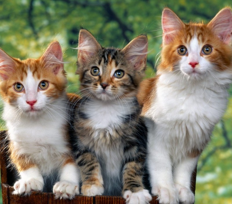 Разноцветная кошка