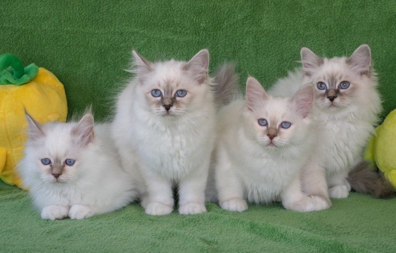 Бургундские котята