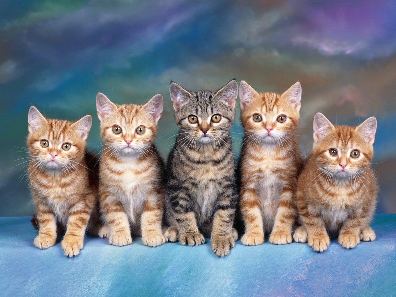 Пять котят