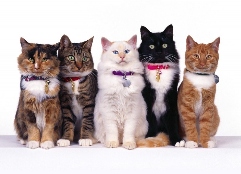 Много кошек