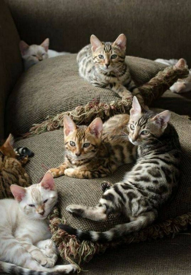 Много красивых кошек