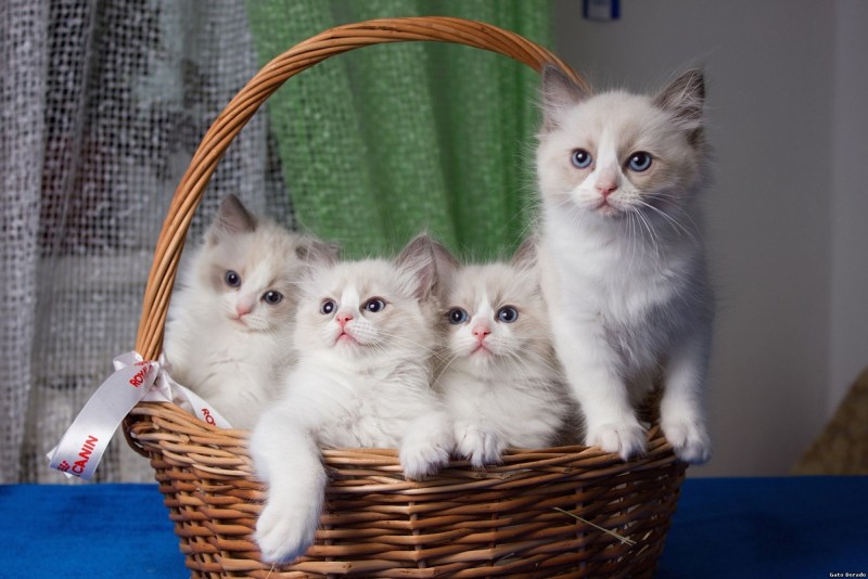 Котята породы Рэгдолл