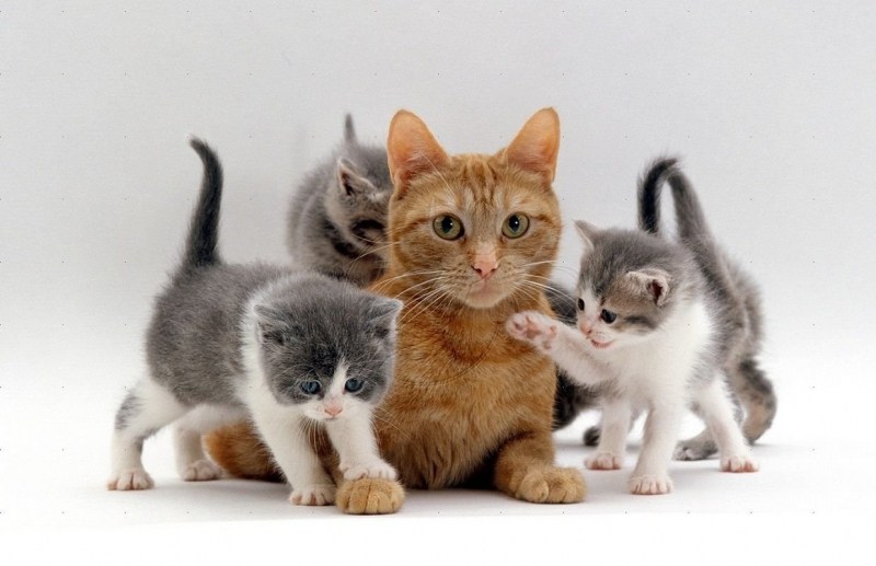 Разные котята