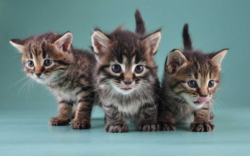 Маленькие котики