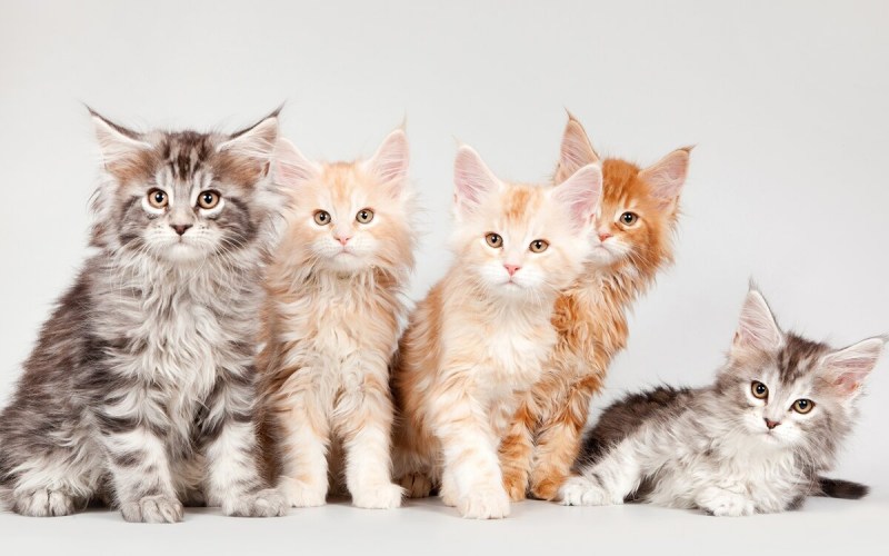 Кошка Мейн кун с котятами