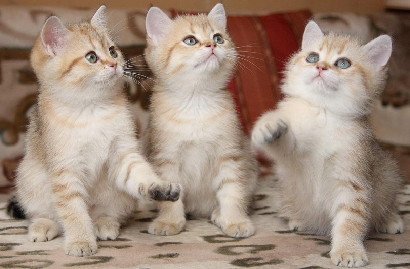 Картинки котят