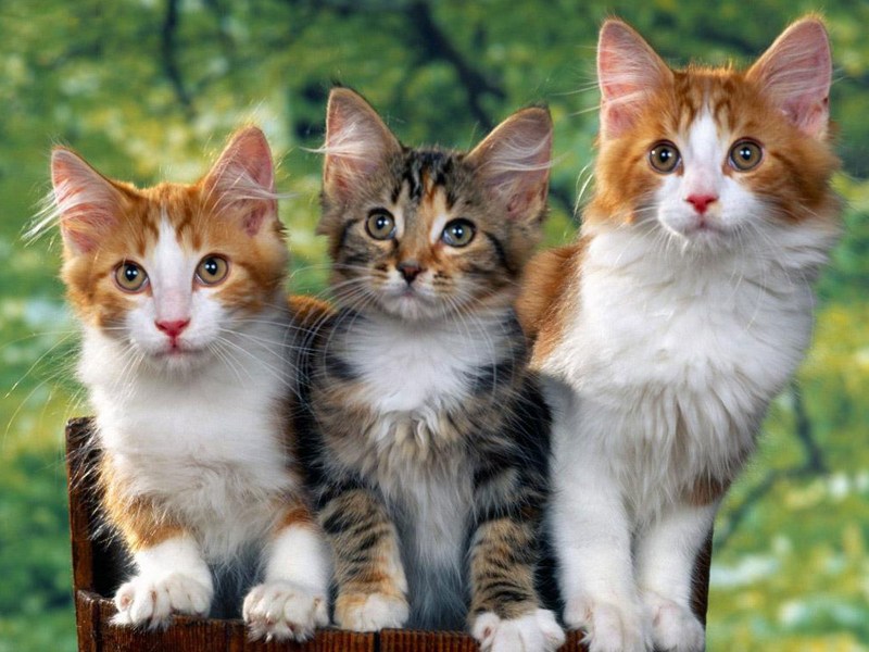 Три кота фото