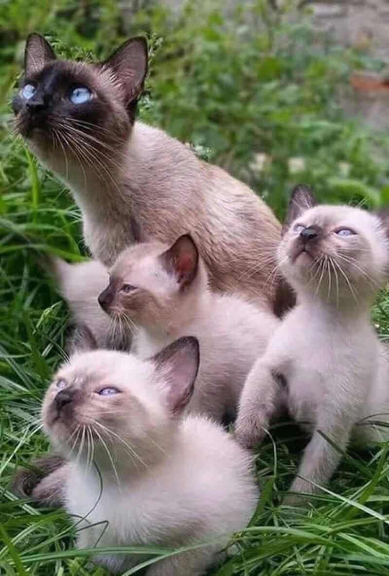 Котята сиамской породы