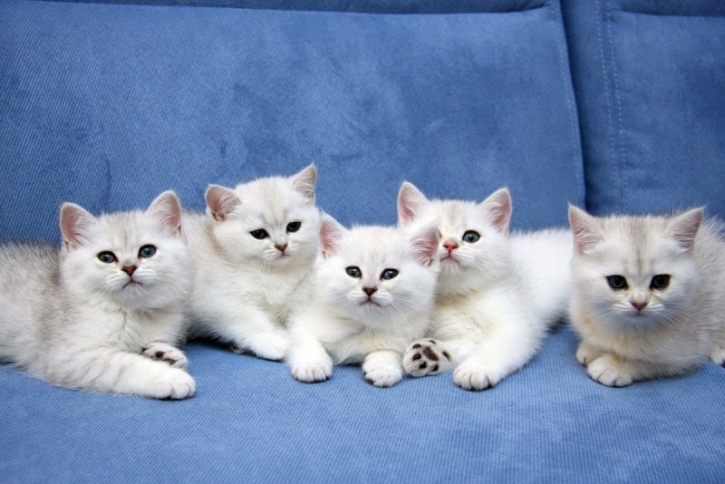 Котята разных пород