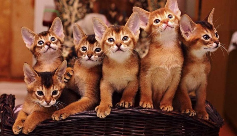 Абиссинская кошка фото котята