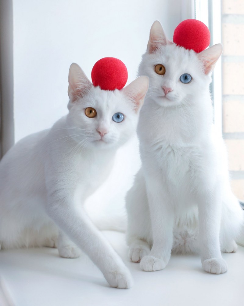 Абиссинские котята