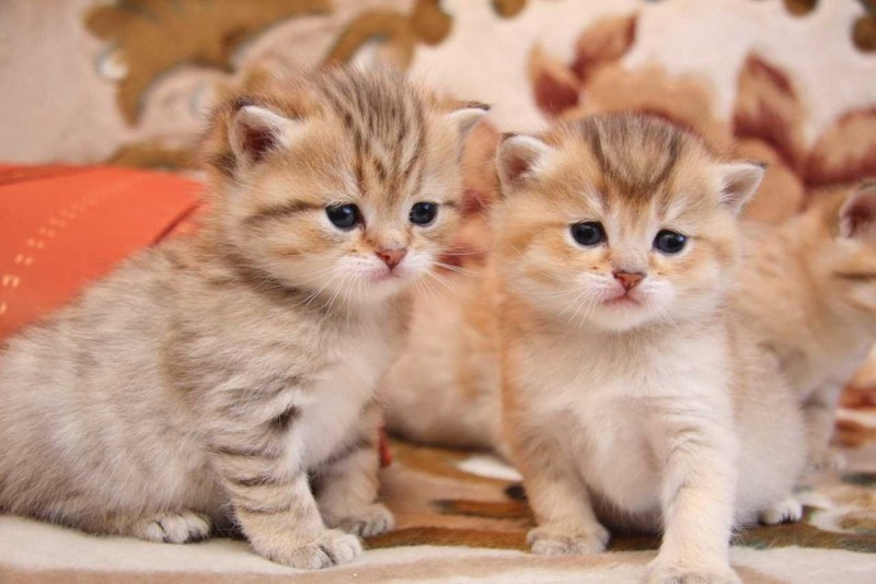 Красивые котята разных пород