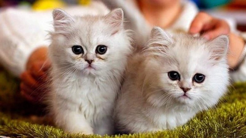 Красивые котята разных пород