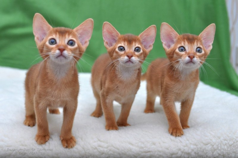 Котенок абиссинец