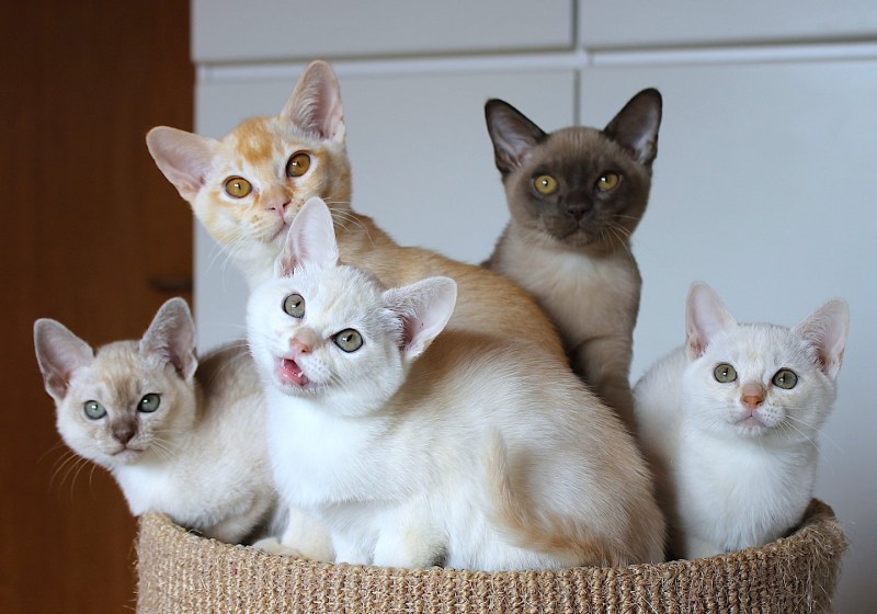 Бурмилла кошка котята