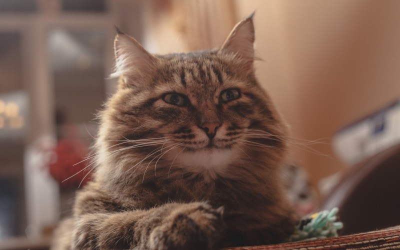 Кот улыбается