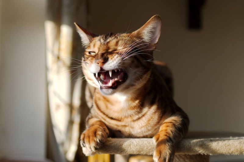 Кот улыбается
