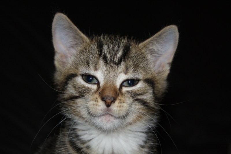 Улыбка кота