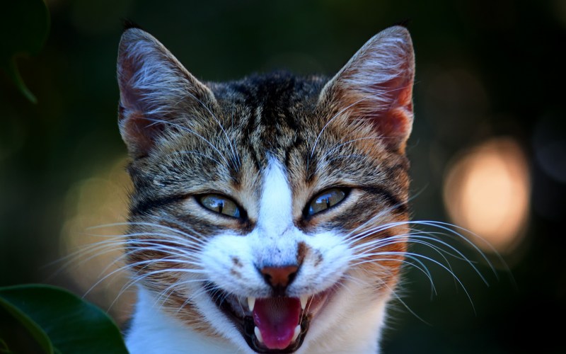 Улыбка кота