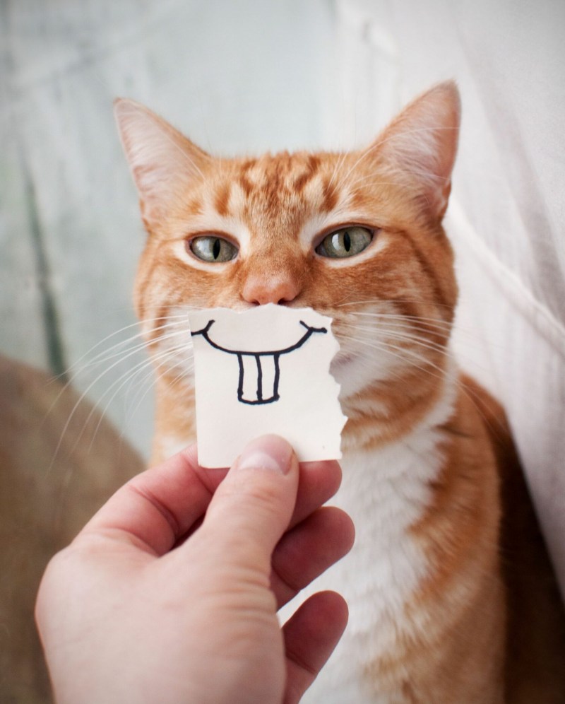 Кошка улыбается