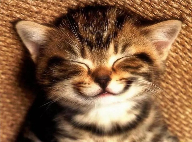 Котик улыбается