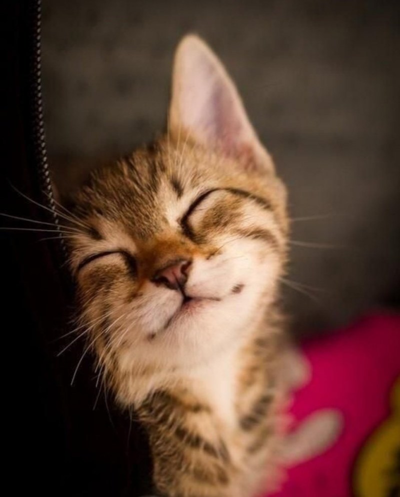 Котенок улыбается