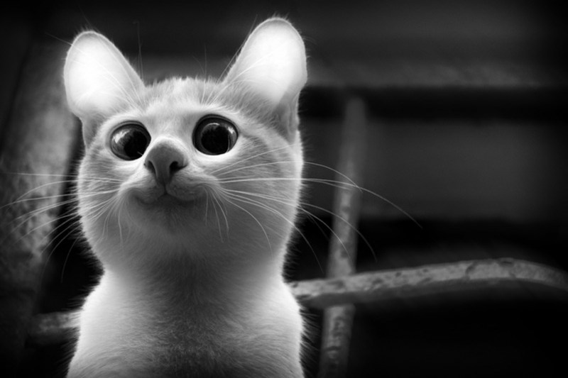 Смешные котики