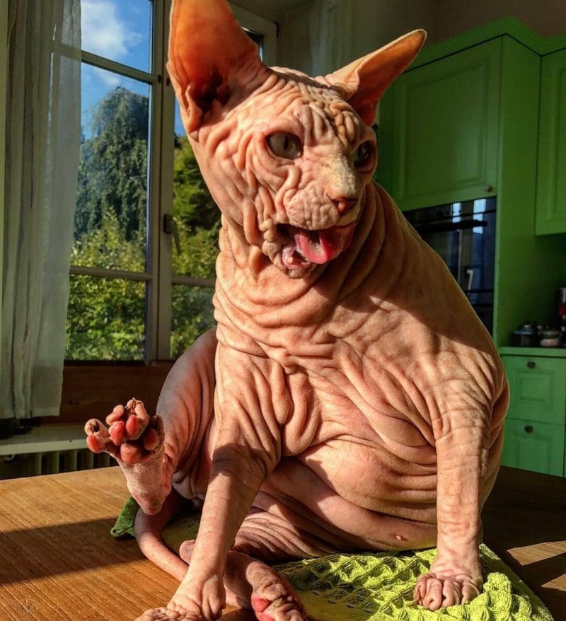 Страшный кот
