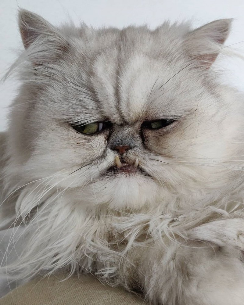 Самый страшный кот Уилфред