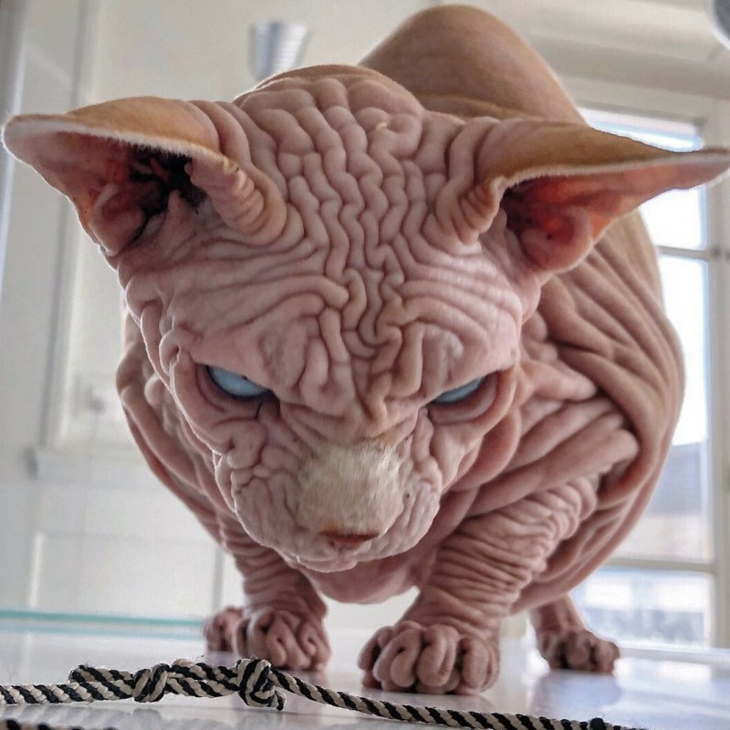 Страшный кот