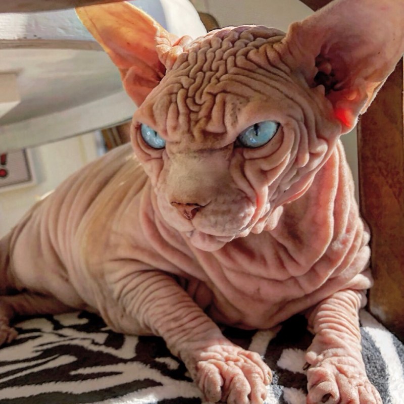 Персидский кот Уилфред