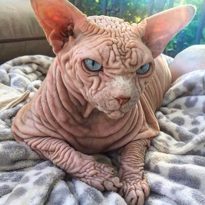 Самый страшный кот